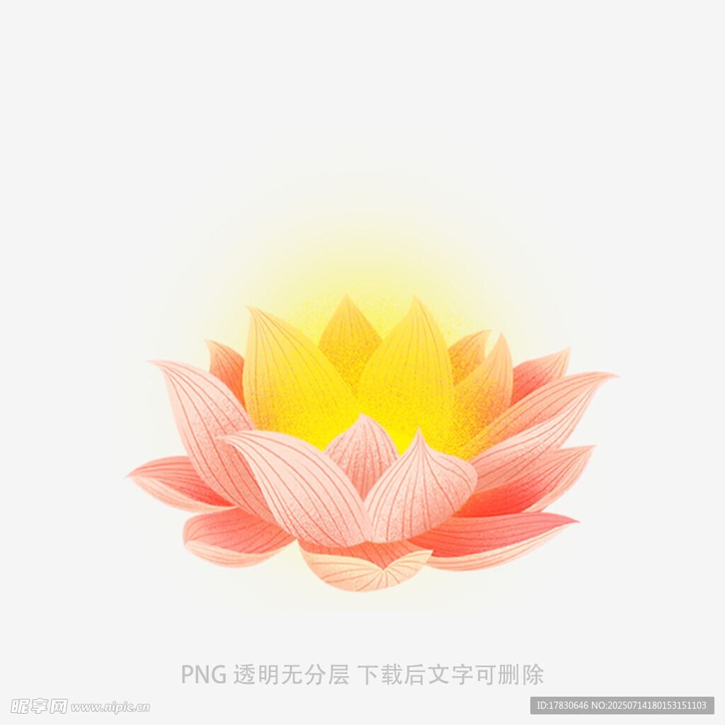 绽放的粉色莲花