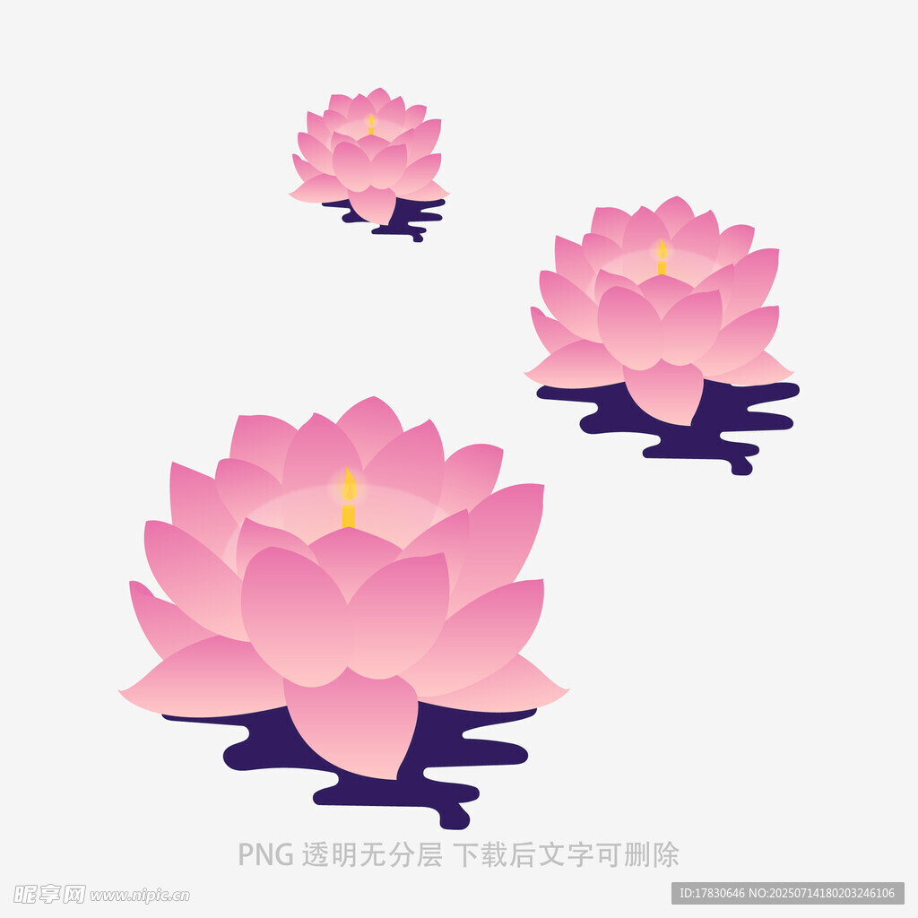 三朵绽放的粉色莲花
