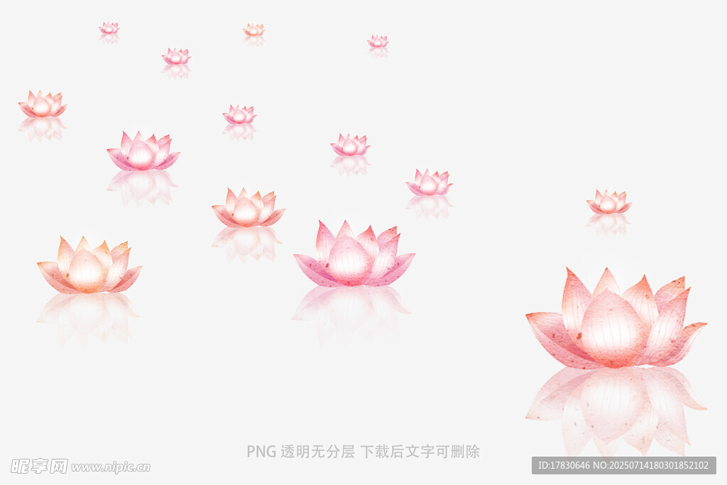 梦幻粉色莲花漂浮画面