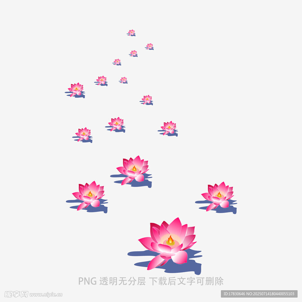 水中绽放的粉色莲花