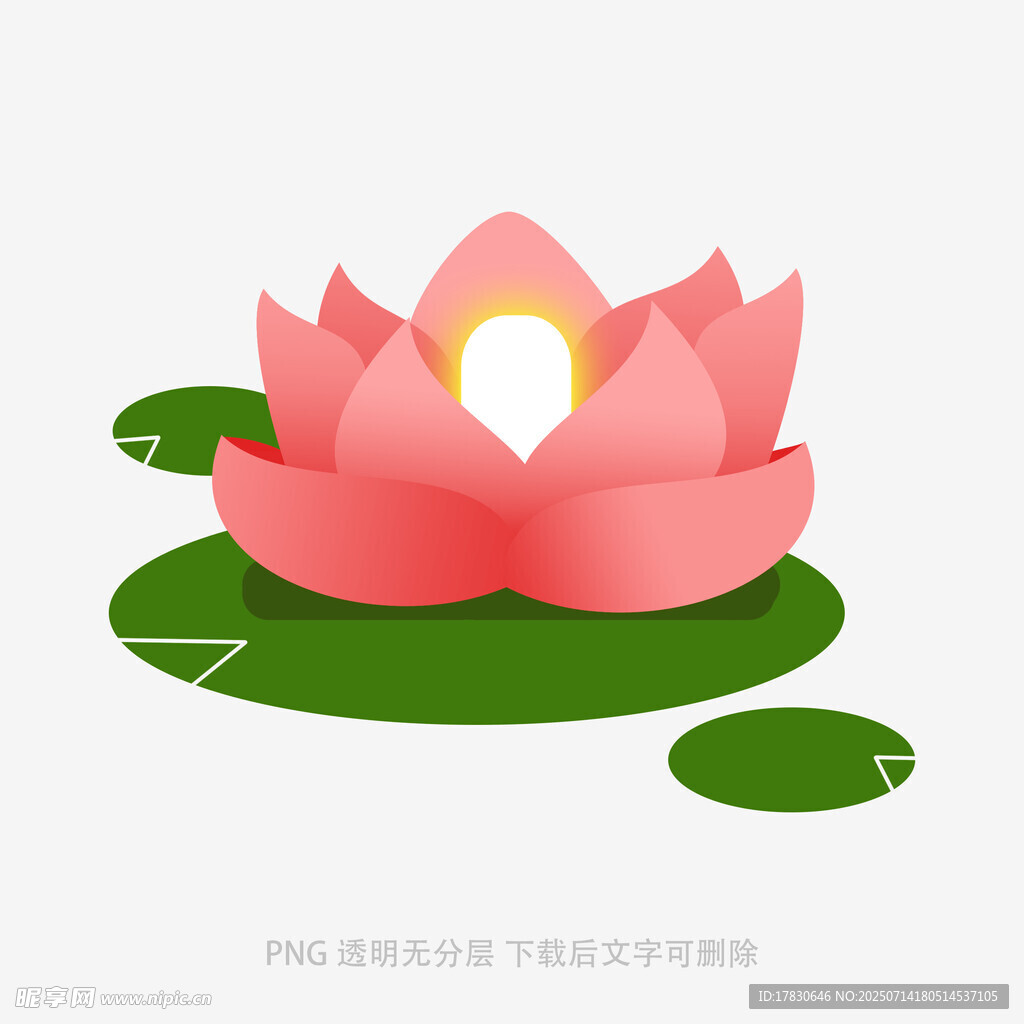 水中绽放的粉色莲花