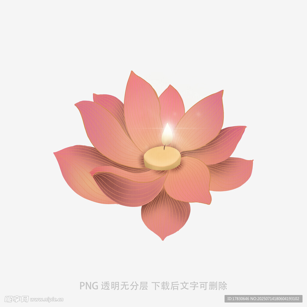 粉色莲花插画