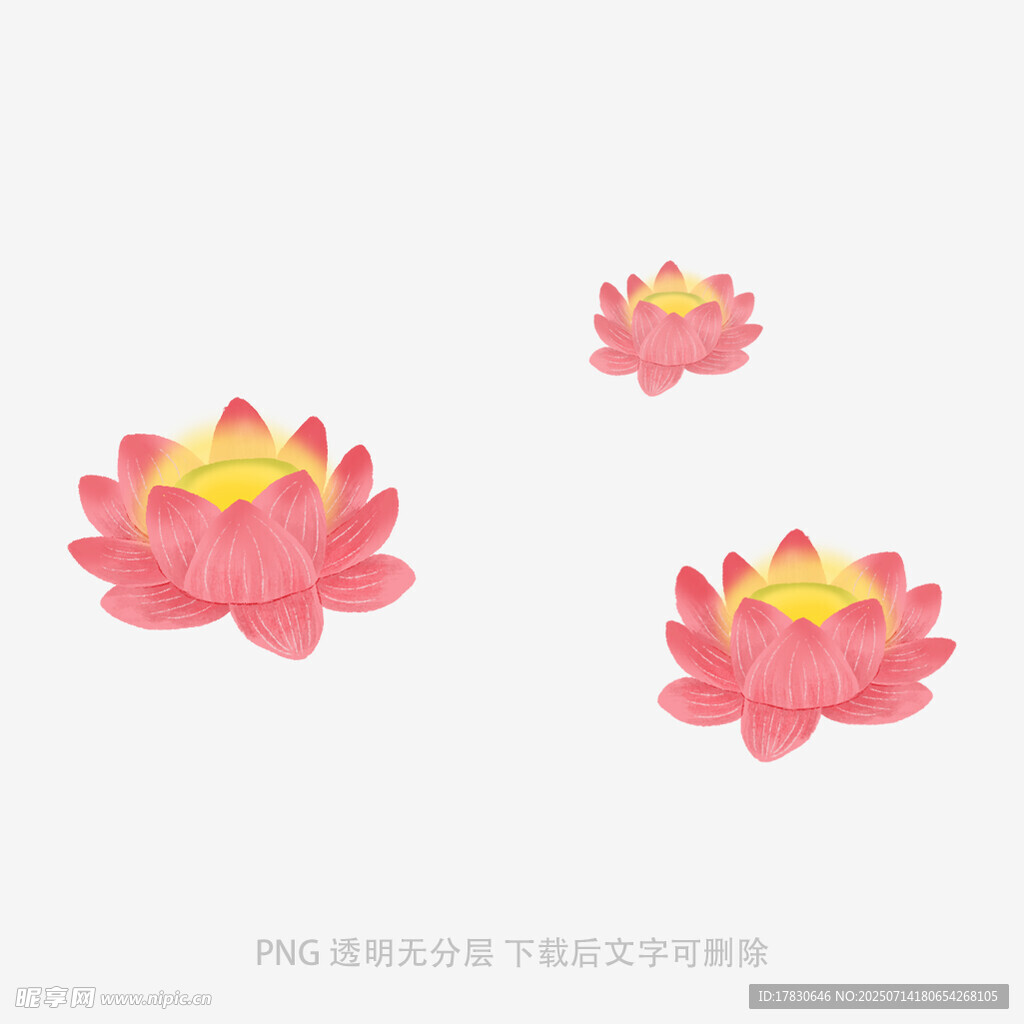 三朵绽放的粉色荷花