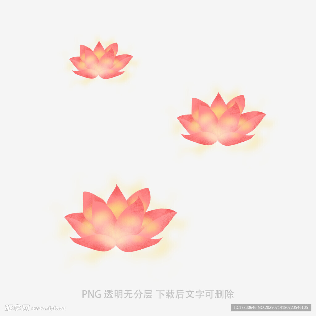 三朵绽放的粉色莲花
