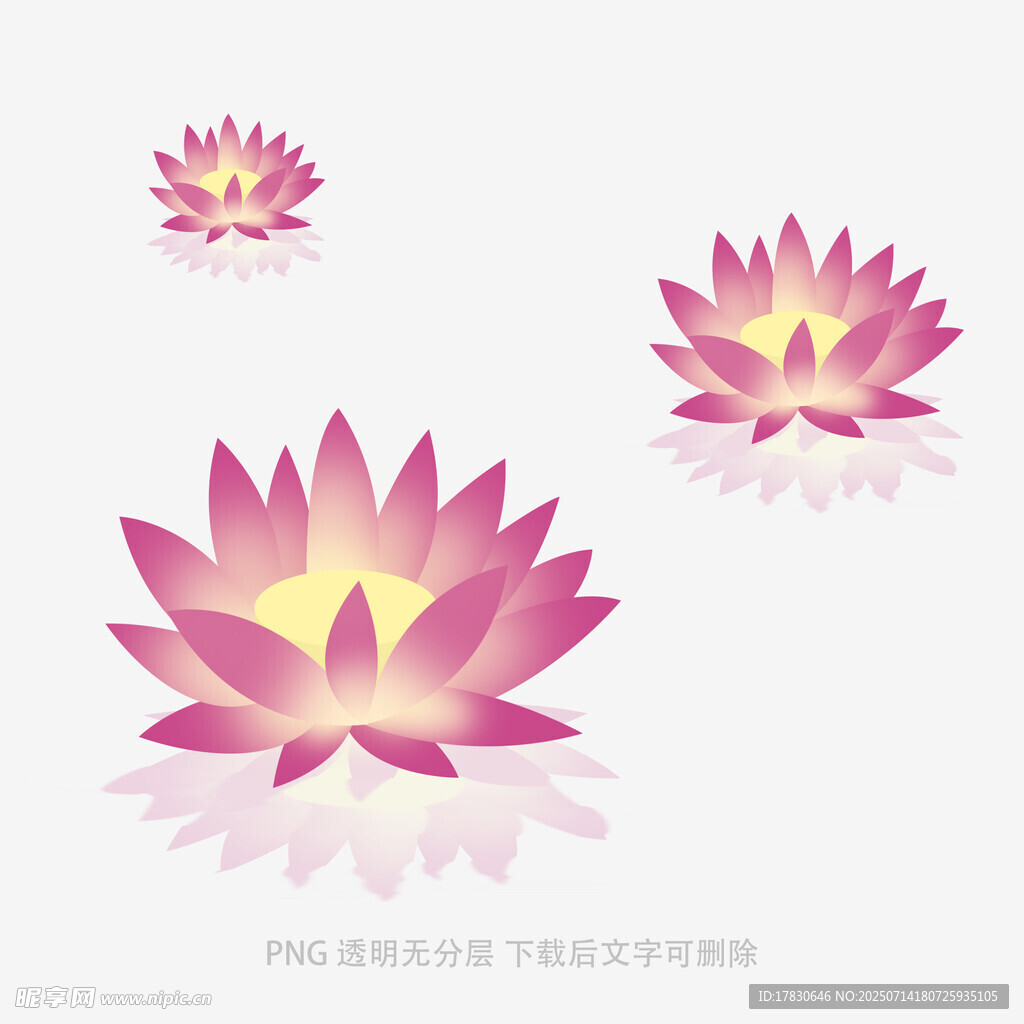 三朵绽放的梦幻粉色莲花