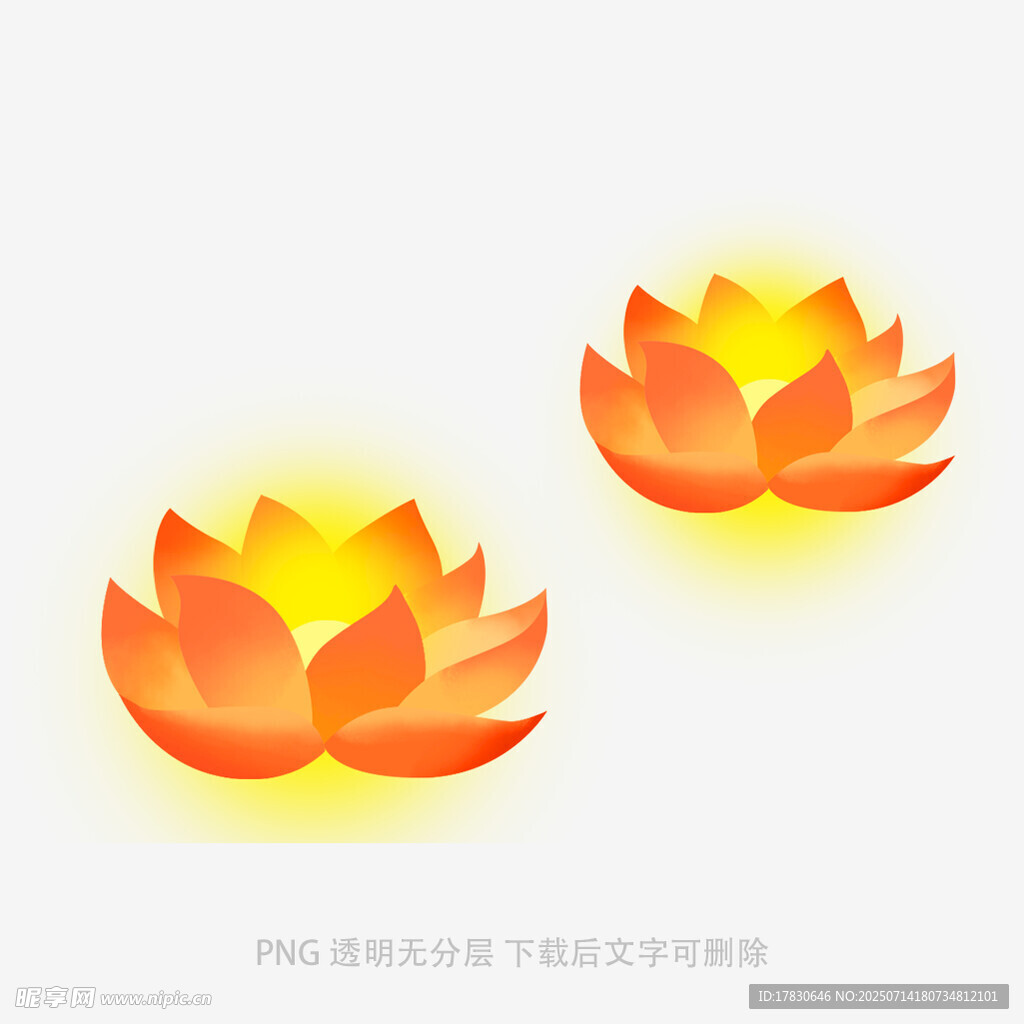 两朵绽放的橙色莲花