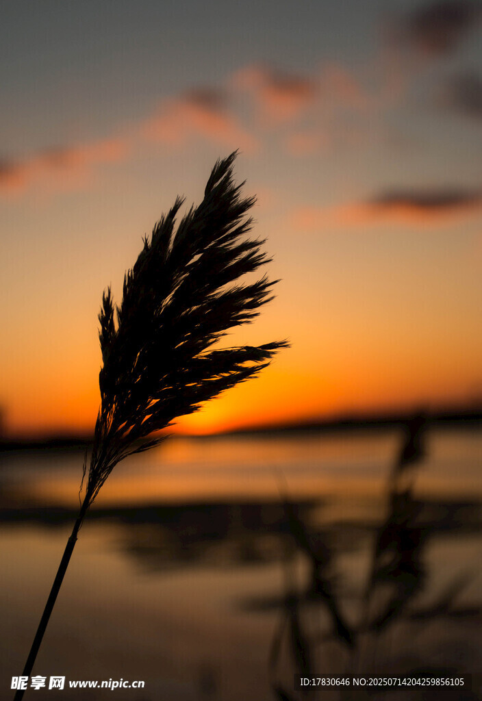 夕阳下的芦苇剪影