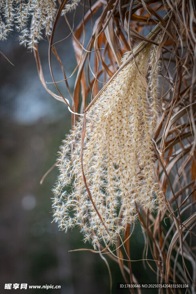 芦苇丛