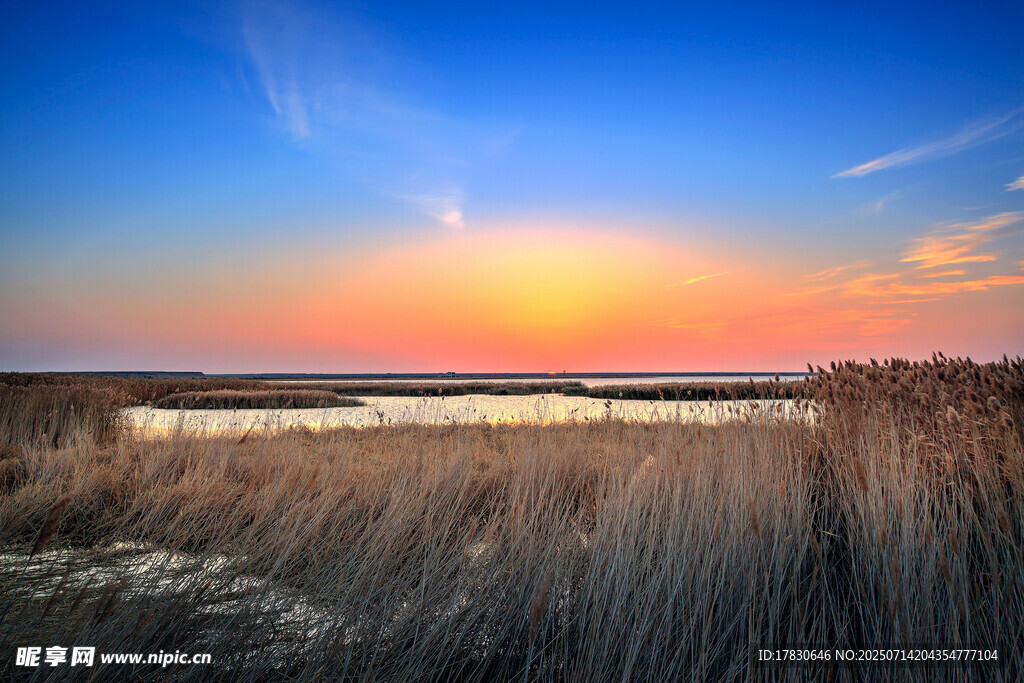 夕阳下的芦苇荡美景