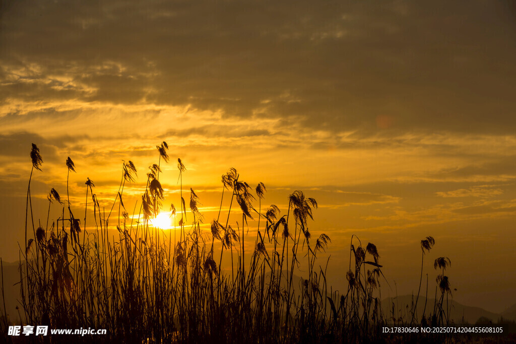 夕阳下的芦苇美景