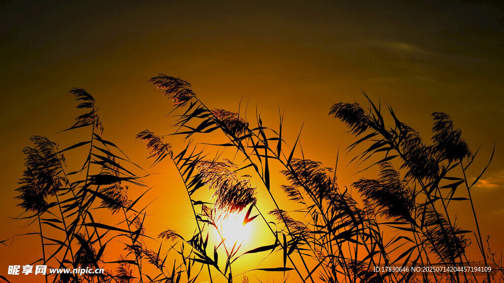 夕阳下的芦苇剪影