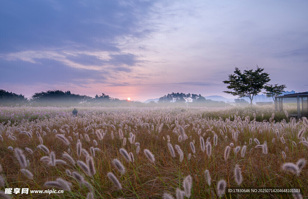 夕阳下的芦苇田野美景