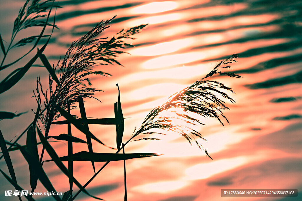 夕阳下湖畔的芦苇与木栏