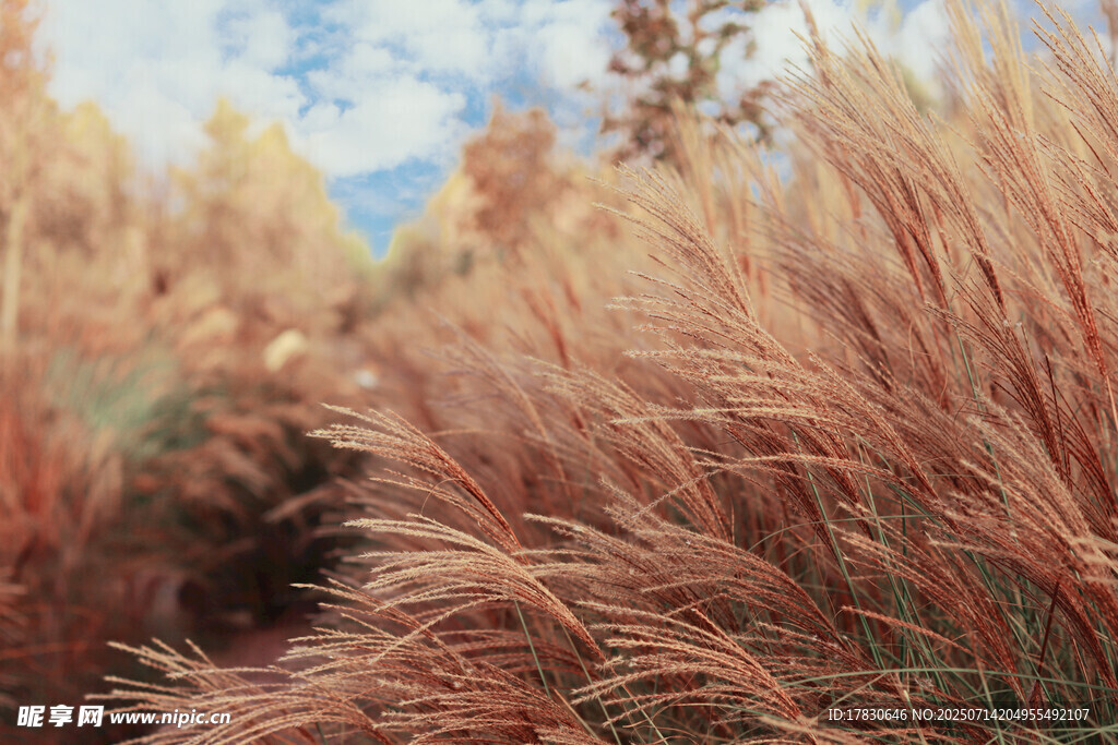 秋日芦苇荡美景