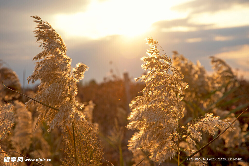 夕阳下的芦苇美景