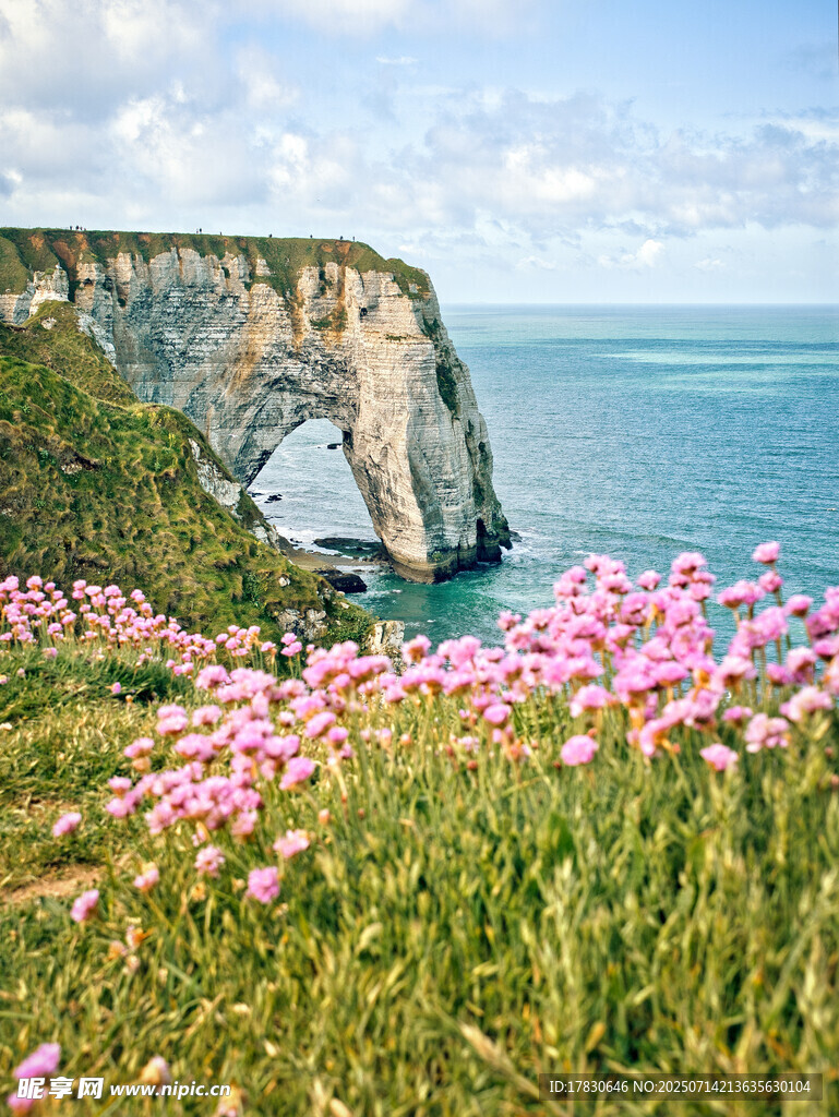 海边粉花与壮丽悬崖景观