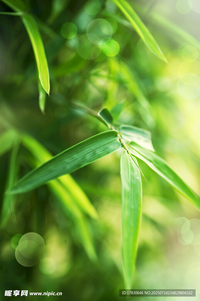 竹叶上的蜻蜓