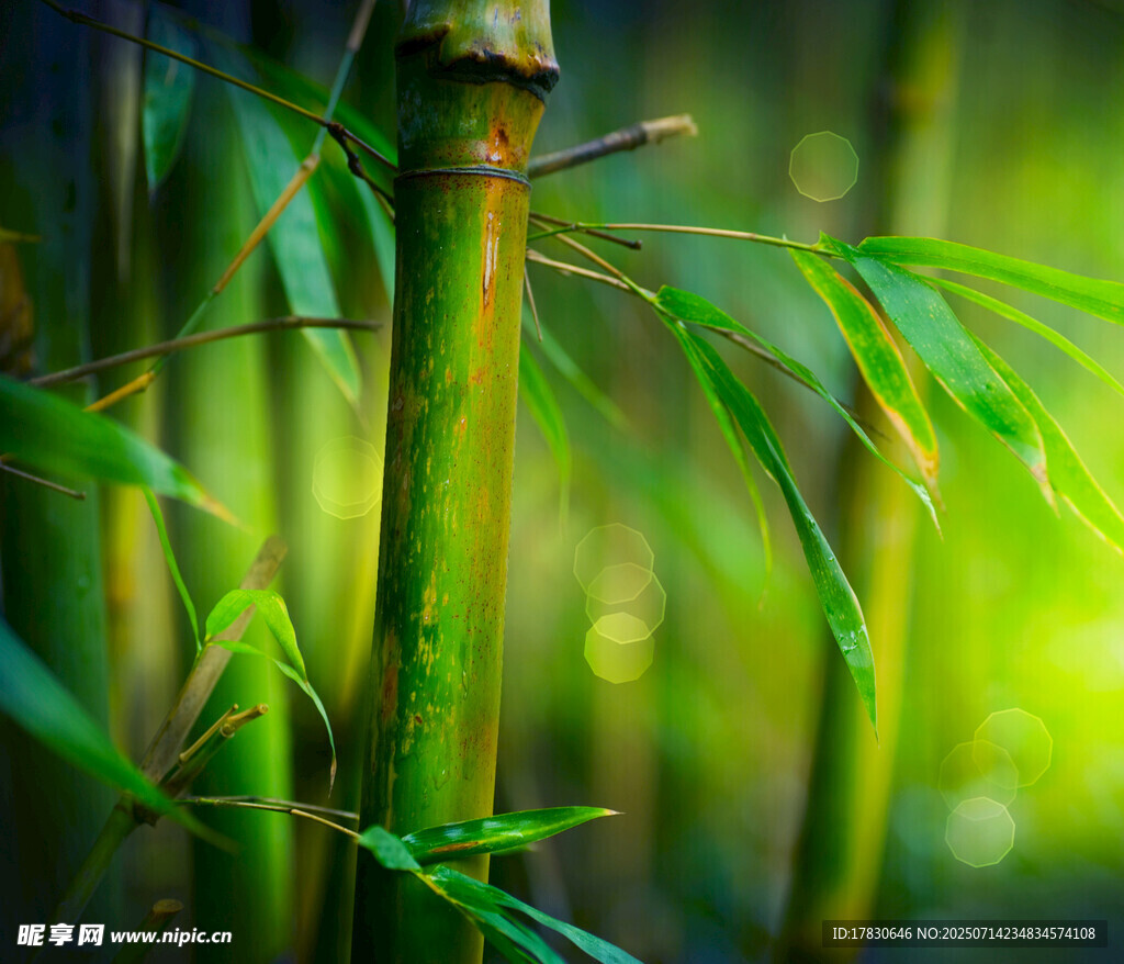 翠绿竹林特写