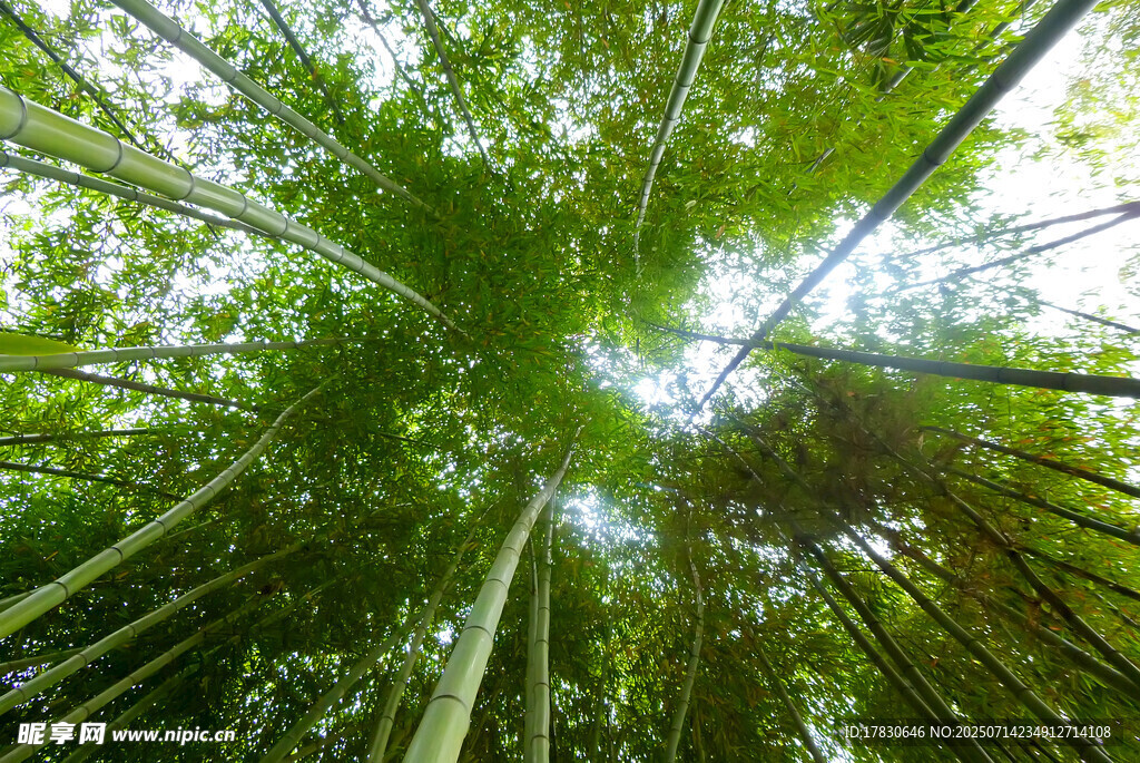 仰望葱郁竹林美景