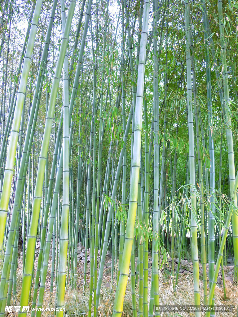 竹林