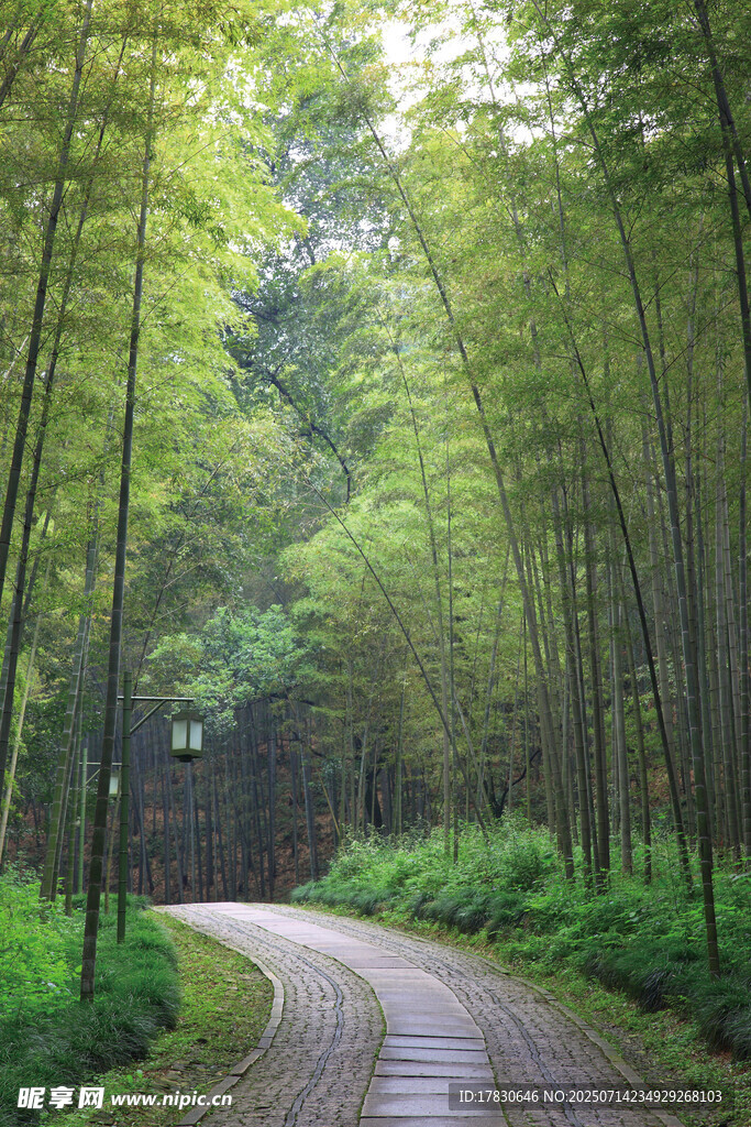 竹林间蜿蜒的幽静小路