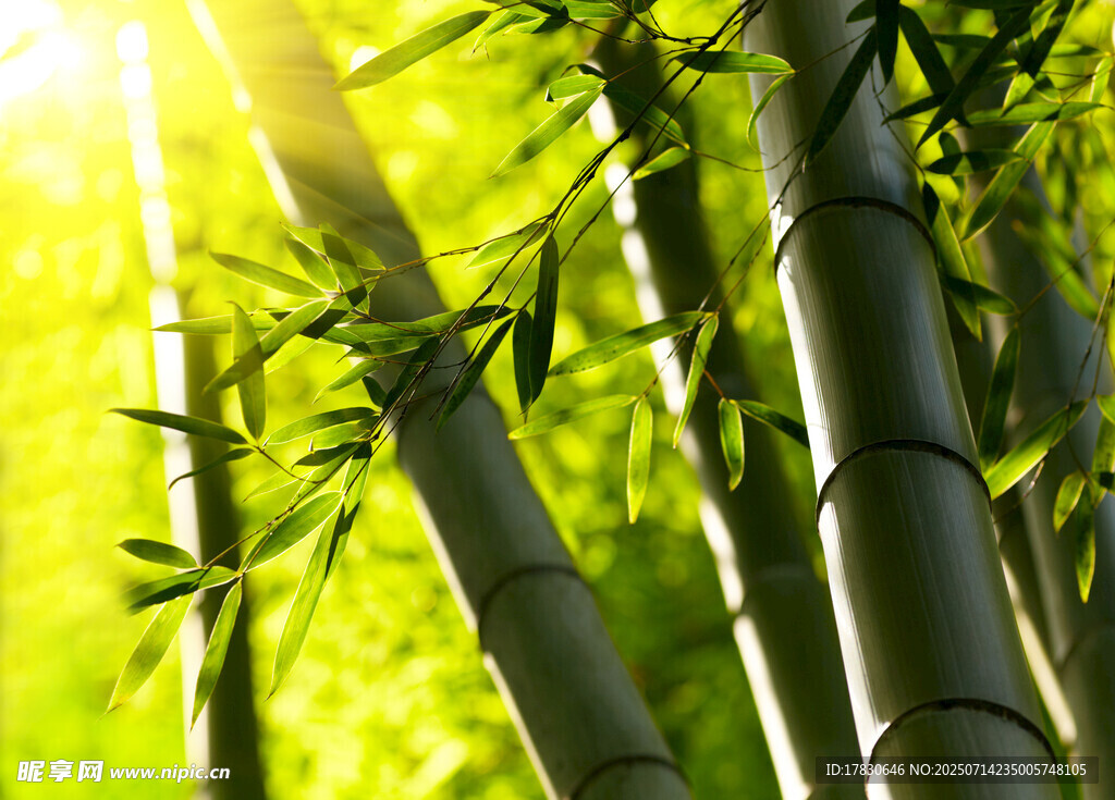 阳光照耀下的翠绿竹林