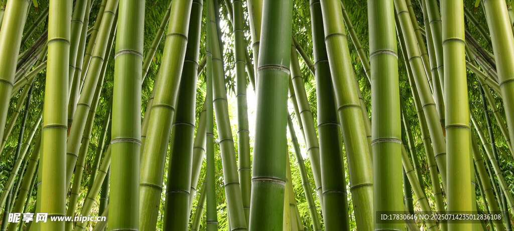 竹林