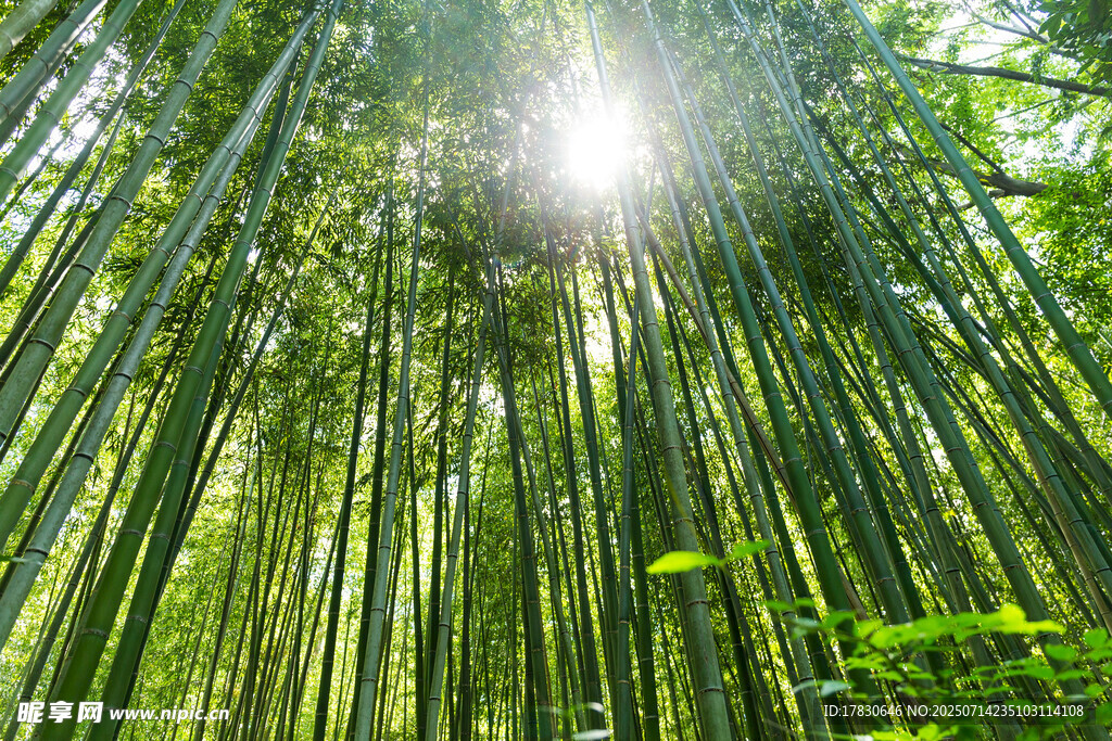阳光洒落的翠绿竹林