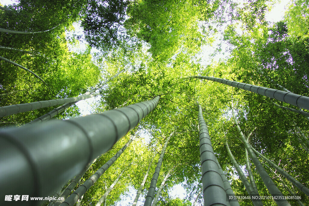 仰望葱郁竹林美景