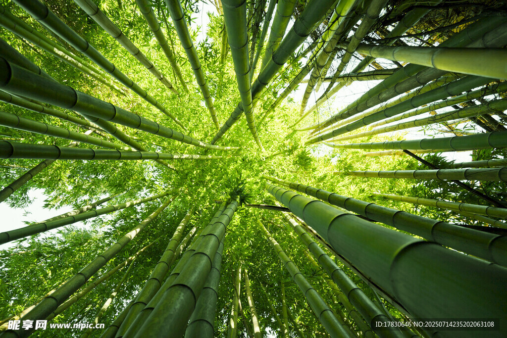 仰视翠绿竹林美景