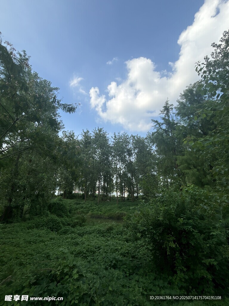 林间绿野
