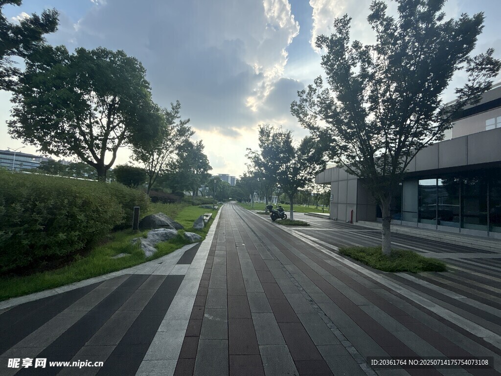 城市中宁静的林荫道路