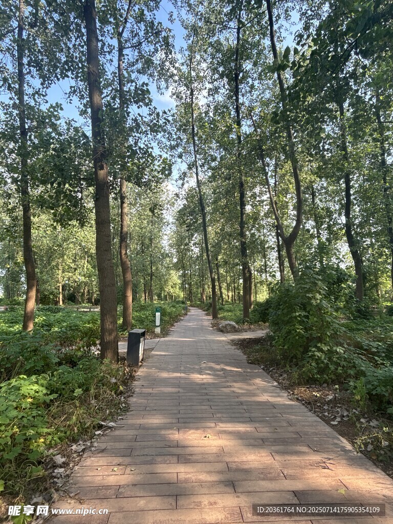 林间漫步小道
