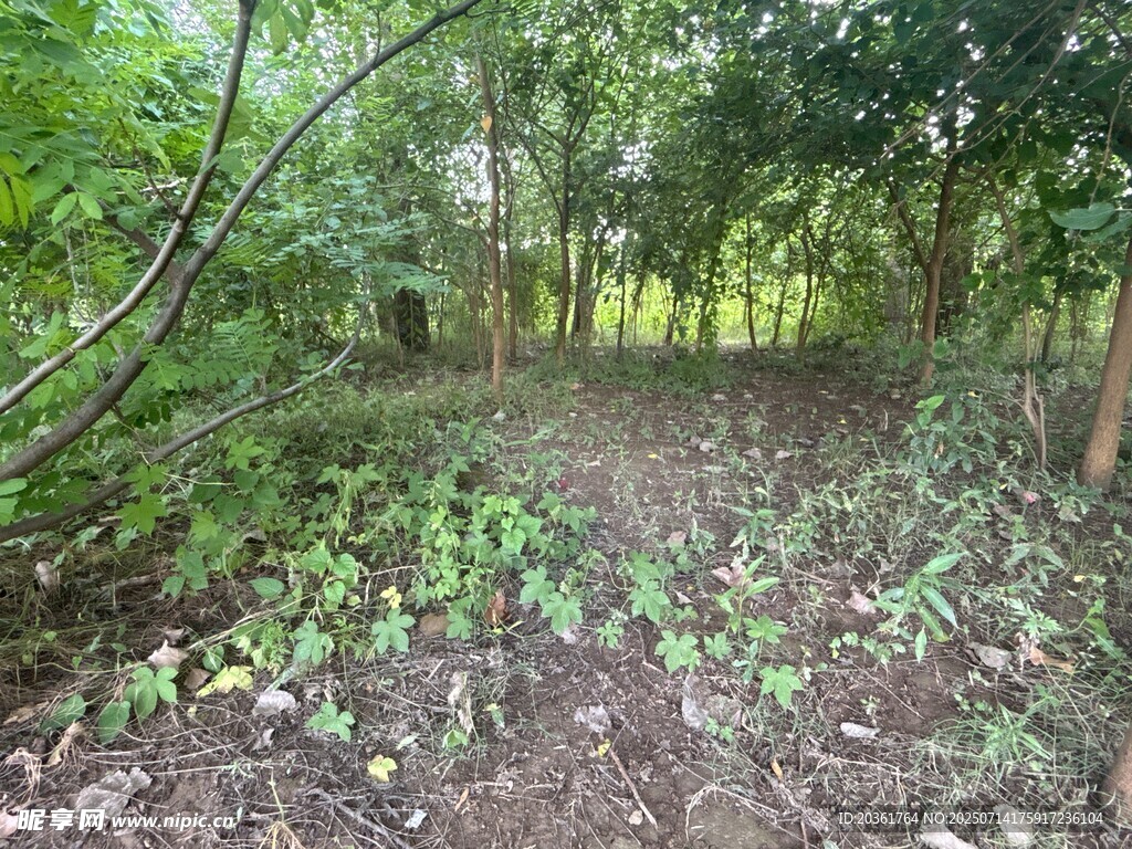 林间小径