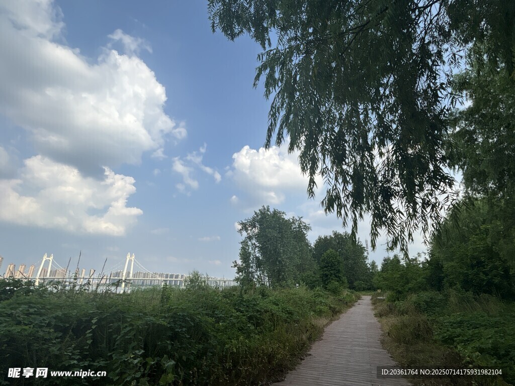乡间小路旁的绿树蓝天