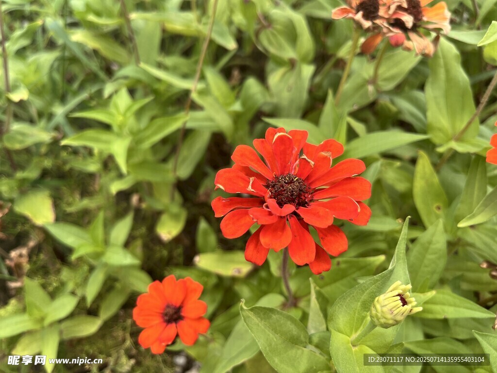 百日菊