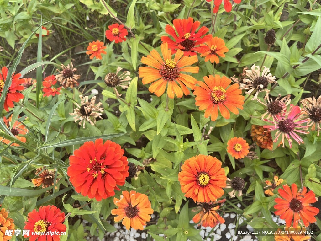 百日菊