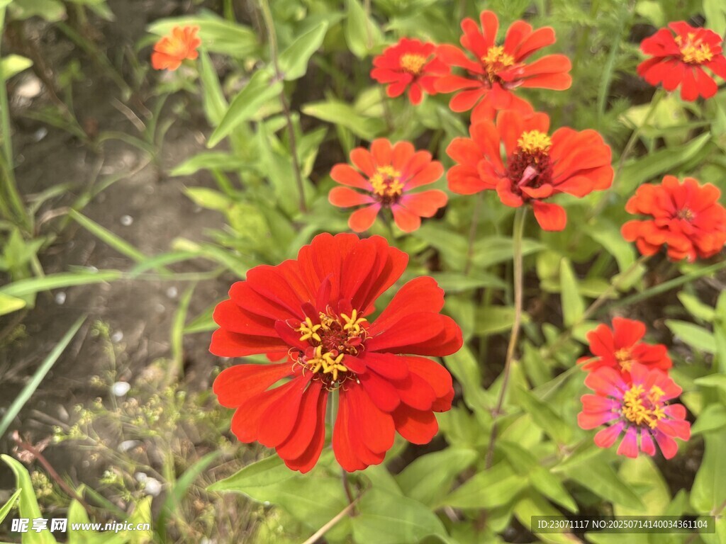 百日菊