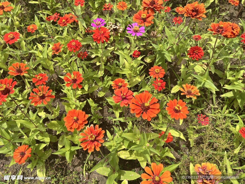 百日菊