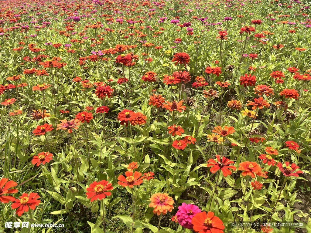 百日菊