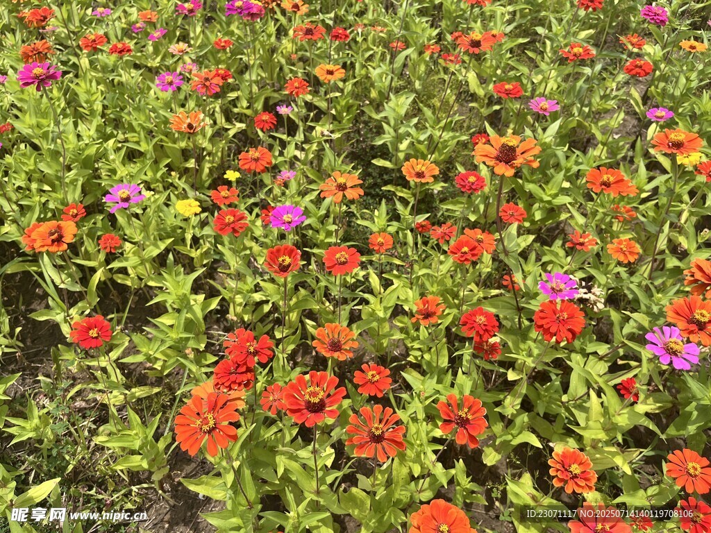 百日菊 