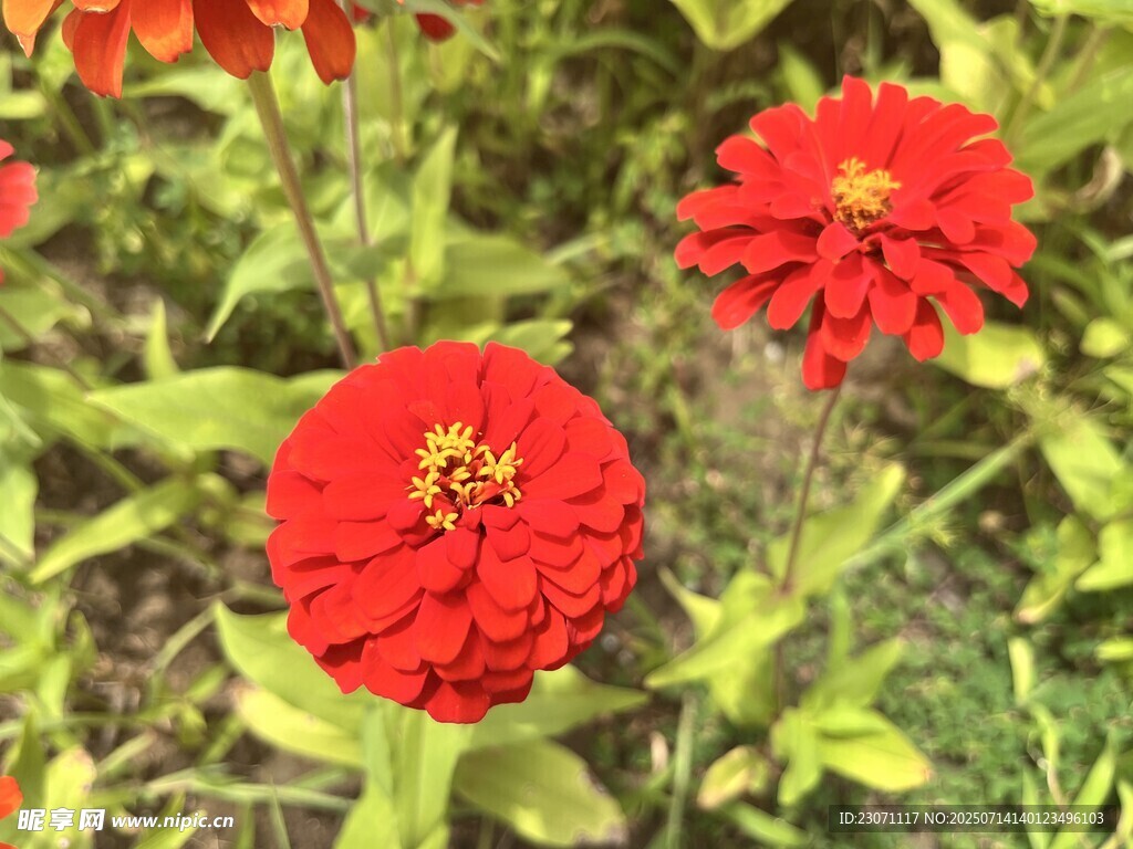 百日菊