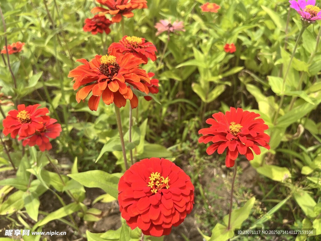 百日菊