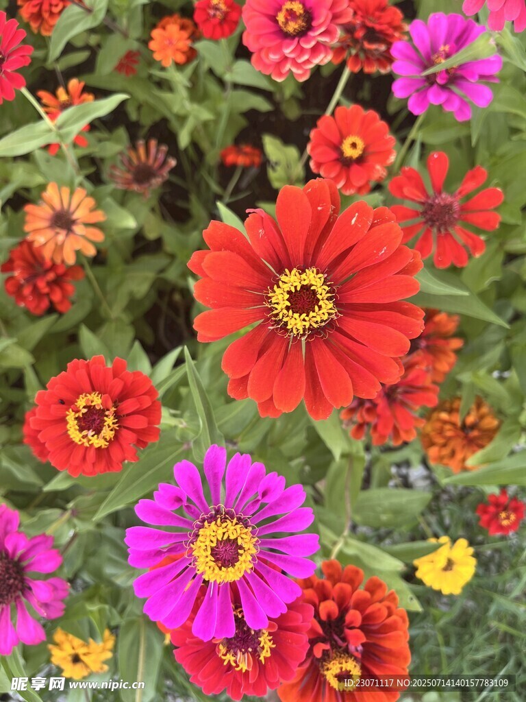 百日菊