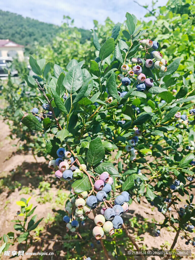 蓝莓树
