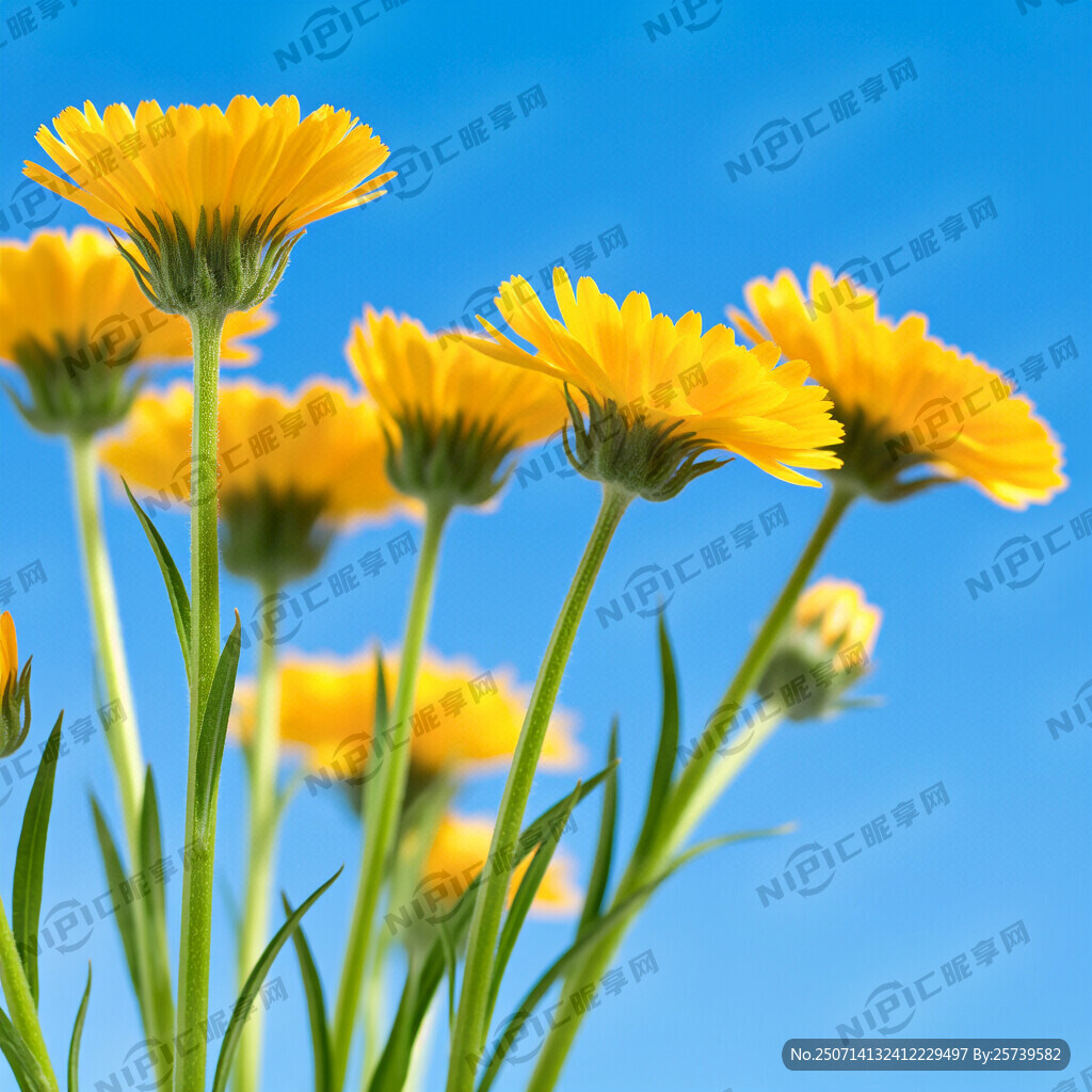 金黄洋甘菊 图片蓝色底