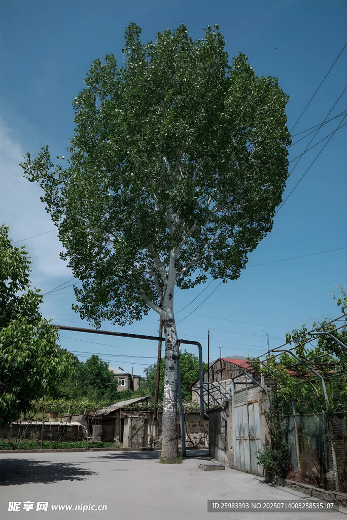 乡村大树