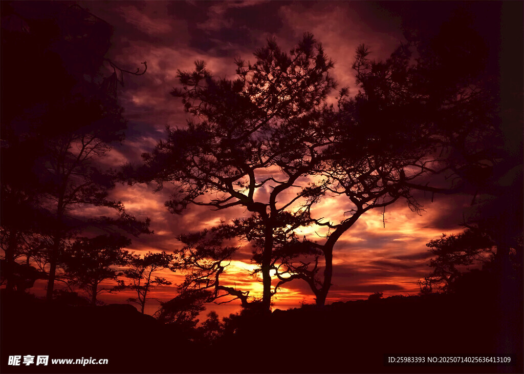 夕阳下的孤树