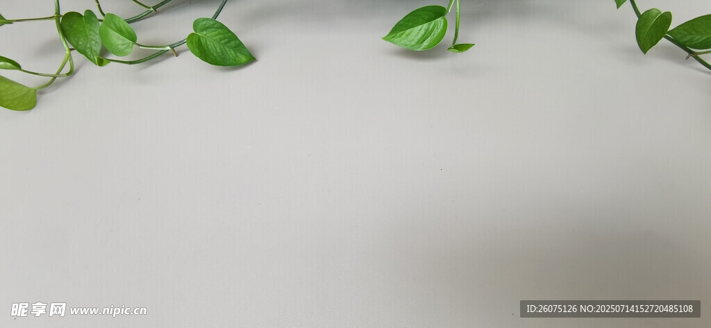 绿叶灰色背景装饰