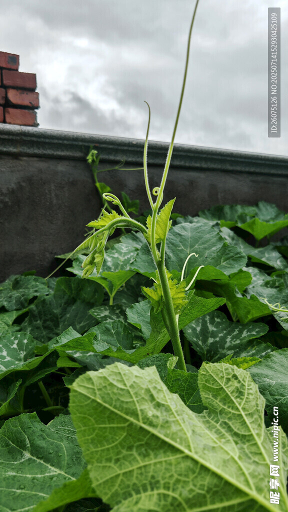 蓬勃生长的翠绿瓜藤植物